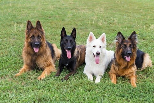 4-german-shepherds