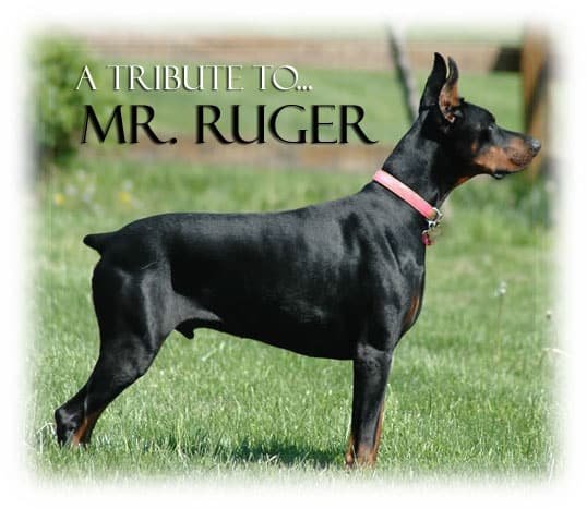 A Tribute To Mr. Ruger - AAA Dog Training | Dog Training York PA