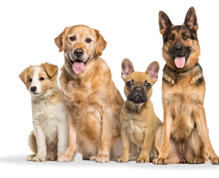 Dog Obedience and Behavior Training in York PA, Baltimore MD